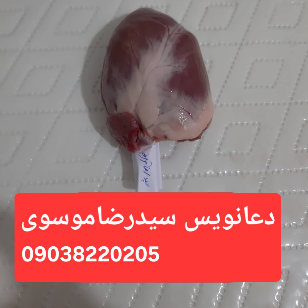 دعانویس سیدرضاموسوی ۰۹۰۳۸۲۲۰۲۰۵ دعانویس سیدرضاموسوی ۰۹۰۳۸۲۲۰۲۰۵ استخاره سرکتای دعا و طلسم و احضار معشوق