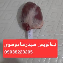 دعانویس سیدرضاموسوی ۰۹۰۳۸۲۲۰۲۰۵ دعانویس سیدرضاموسوی ۰۹۰۳۸۲۲۰۲۰۵ استخاره سرکتای دعا و طلسم و احضار معشوق