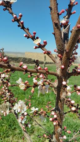 ۹_روستای زیبای من