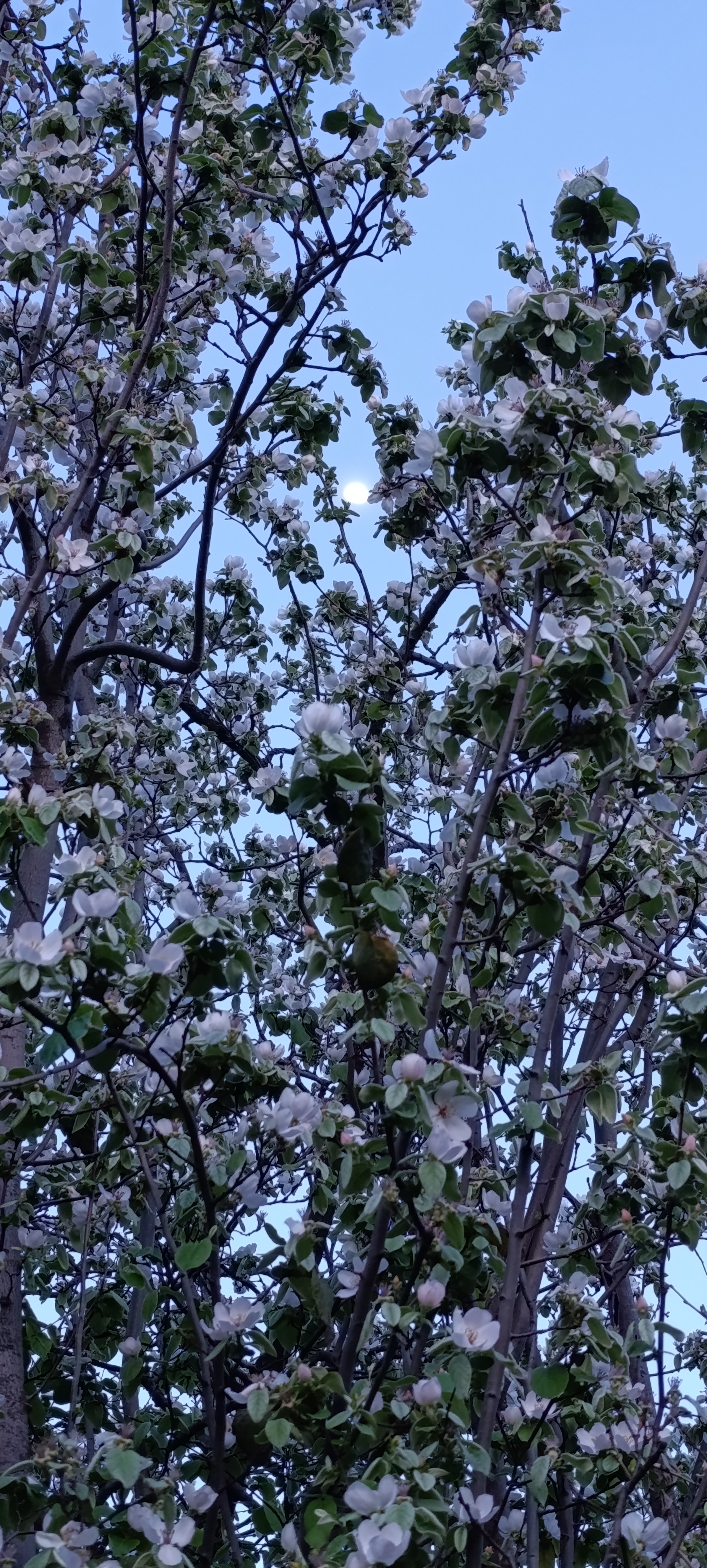 رخ ماه گونه:))