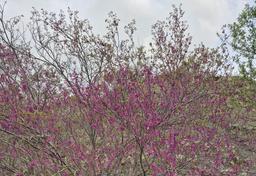 سفرنامه ی درّه ارغوان