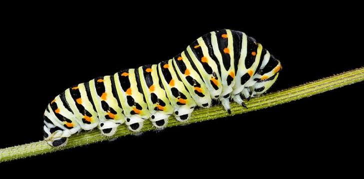 کـــــ🐛ـــــرم | سـیـب و سـقوط