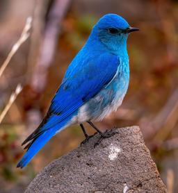 پرنده آبــــ🐦ـــــی