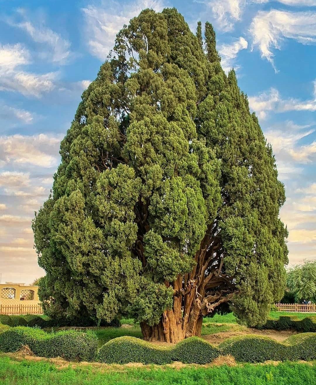 سرو