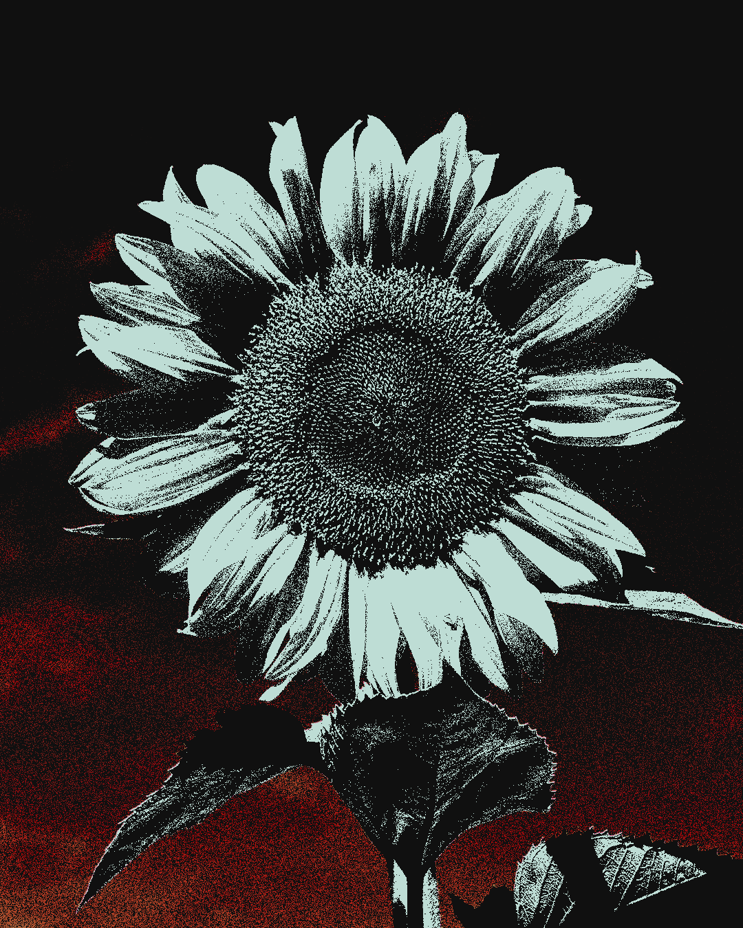 Sunflower by efx