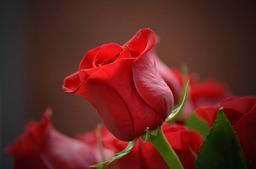 ای عشق! بیا!
