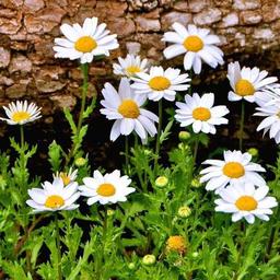 زیبای دل❤️