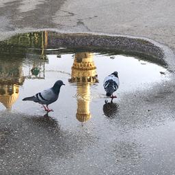 حضرت عباس علیه‌سلام، علمدارِ کربلا🖤