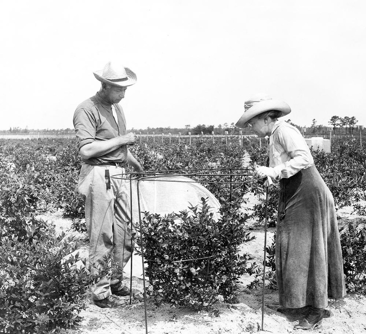 Elizabeth White & Frederick Coville