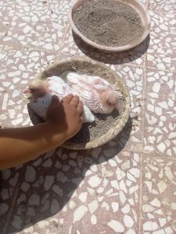 ابعاد تربیتی نگهداری کبوتر برای کودکان