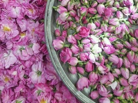 گل محمدی؛شکوفه ای خوش عطر که قرن ها در فرهنگ ایران جا داشته است.