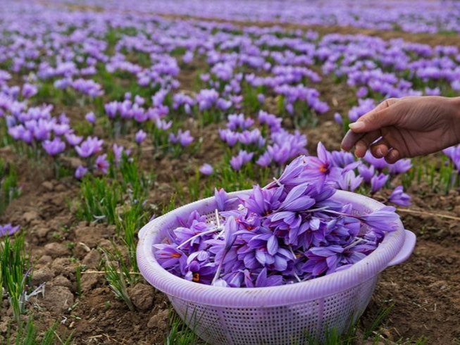 طلای سرخ ایران؛گیاهی ارزشمند که عطر و رنگ آن در جهان شهرت دارد.