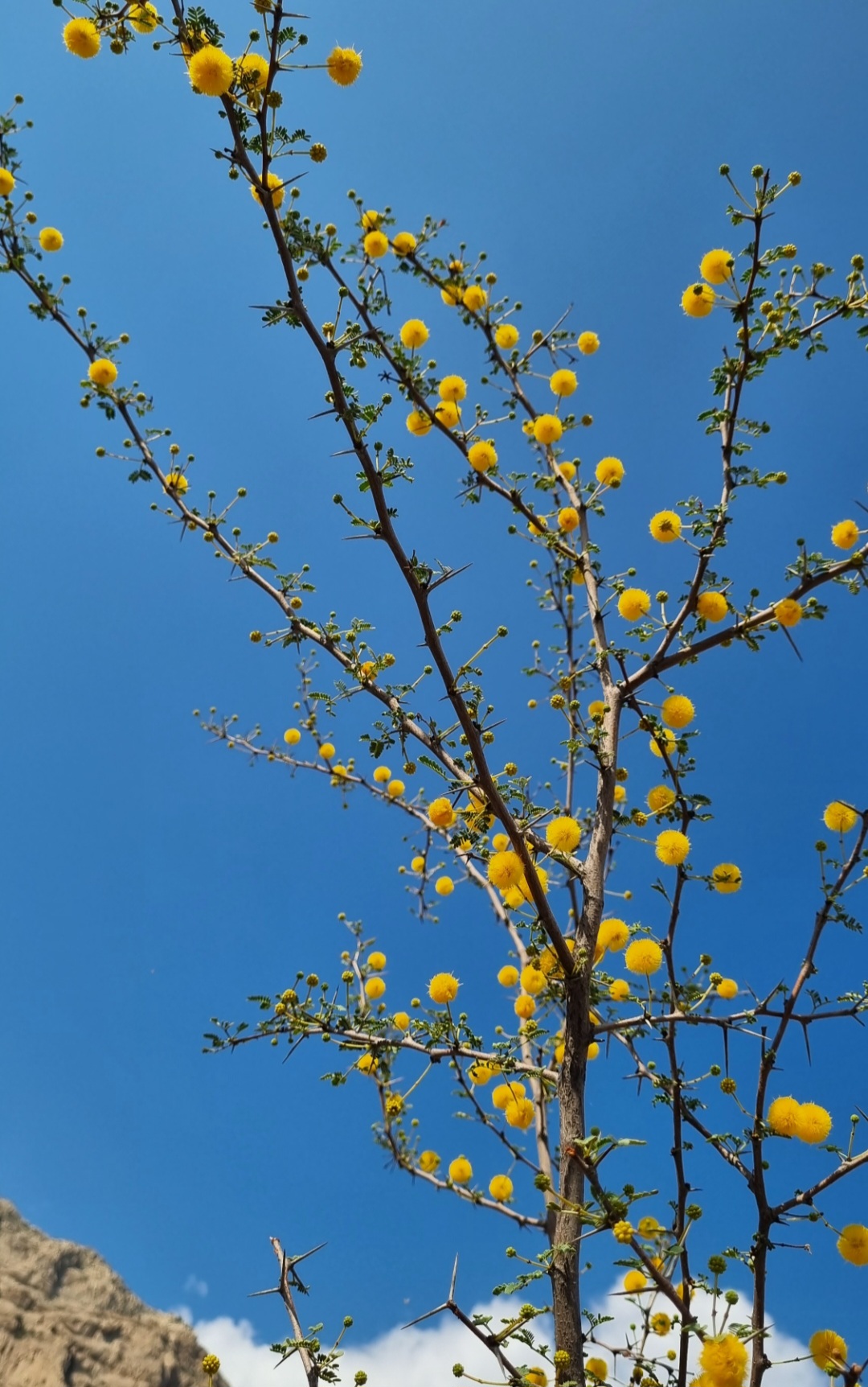 گلای قشنگ بین این همه خار 😍