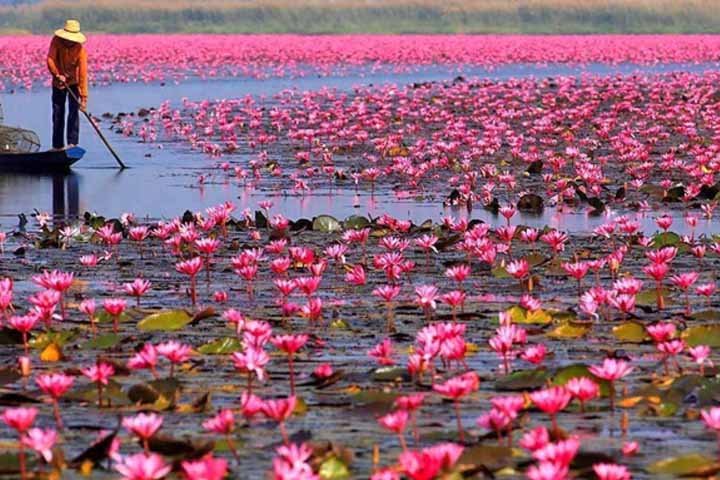 نیلوفرهای آبی انزلی-اجاره ویلا رنتی جا