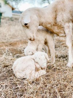 چگونگی تغذیه میش آبستن