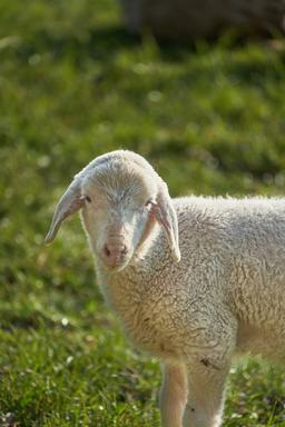 جیره نویسی برای گوسفند