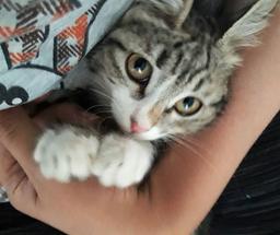 منِ گربه ی متمدن!