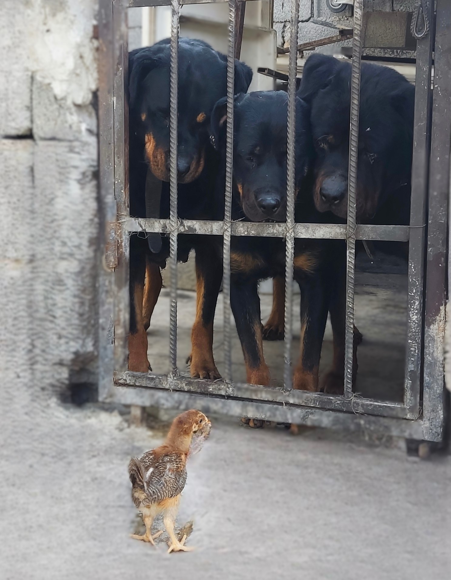 خوک همراه والدین