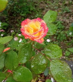 آیا ما واقعا زندگی می کنیم؟