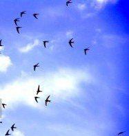 پرستو های من