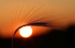 97. جمهوری، کتاب ششم، قسمت دوم