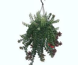 آشلانتوس، یک گیاه سلطنتی است!