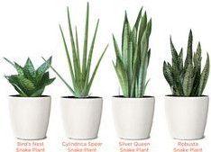 انواع سانسوریا