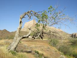 حیفه تو بمیری!