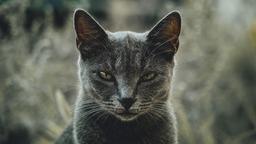 زورگیری و خفت‌گیری؛ چگونه از سرقت‌های خیابانی پیشگیری کنیم؟