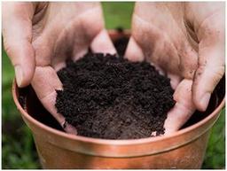 نکات مهم در خرید خاک گلدان و معرفی بهترین مرکز فروش