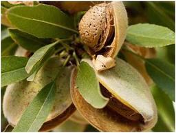 بهترین برنامه کودی درخت بادام و عناصر مهم برای رشد آن