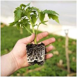 مزایای هورمون تقویت ریشه + بهترین مرکز فروش کود ریشه زایی