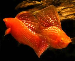 همه چیز درباره ماهی مولی