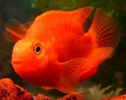 همه چیز درباره ماهی سیکلید پرت ( طوطی ماهی )