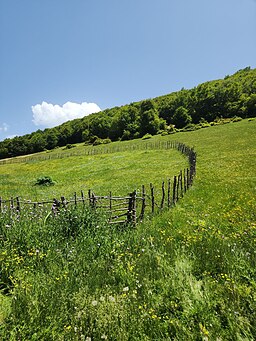 پناه شاخه های شکننده