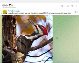 کانال آموزش زبان انگلیسی