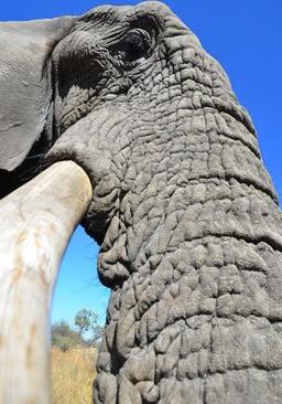 فیل‌ها معتاد سرنوشت‌اند