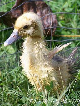 دوست داشتن های زیادی...