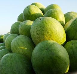 یلـــــــــــــــــــــــــــدا...