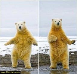 برای زنده موندن باید گرگ صفت باشی نه سگ صفت