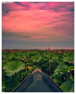 عاشقانه های یک مرداب