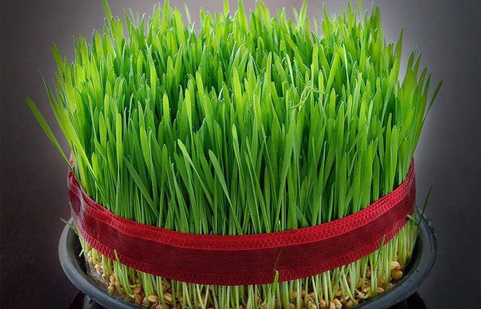 سالاد مذکور