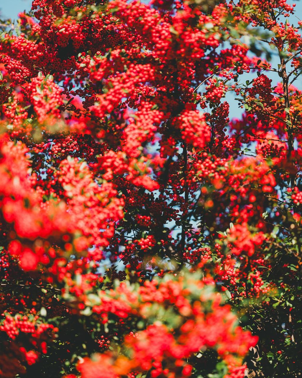 علیرغمِ شَرایِط