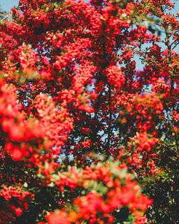 علیرغمِ شَرایِط