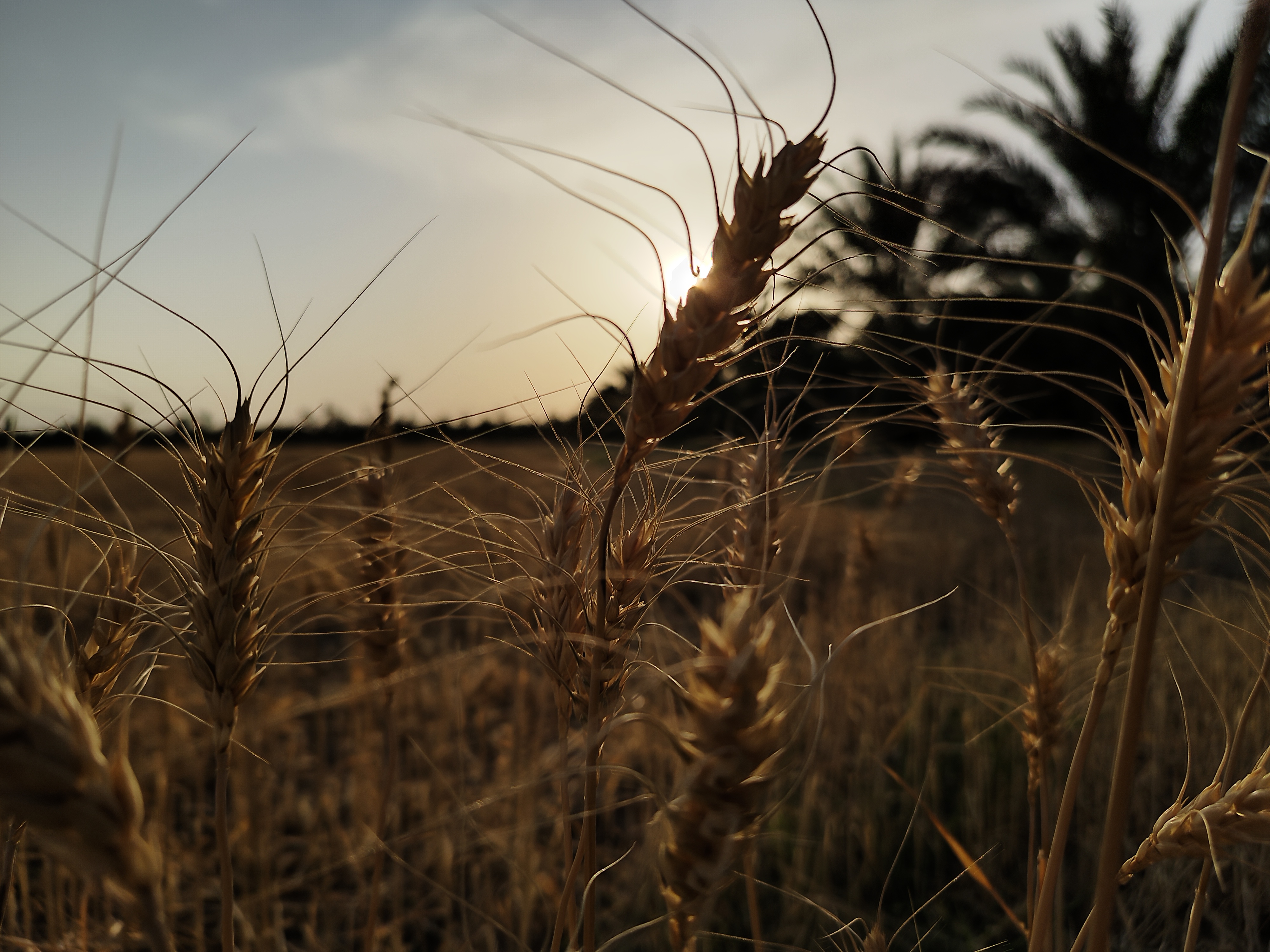 گندم‌زاری در ایرانشهر