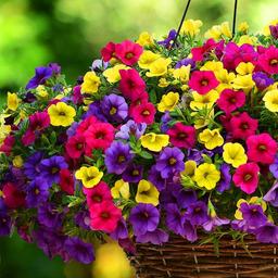 کاشت بذر گل اطلسی