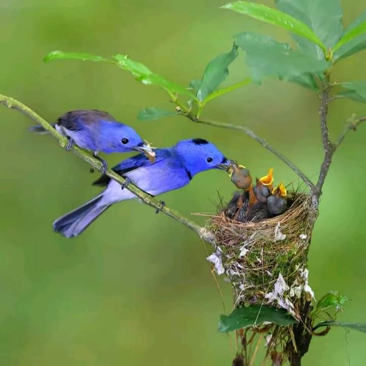 پرندگان زیبا خانواده