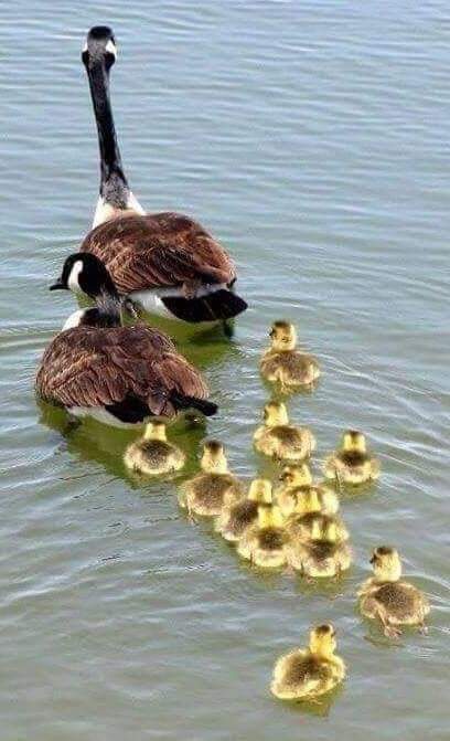 پرندگان زیبا خانواده