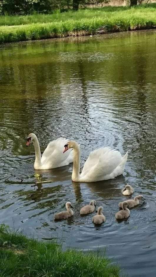 پرندگان زیبا خانواده