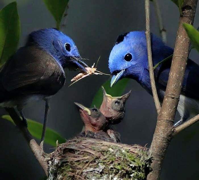 پرندگان زیبا - خانواده-گروه سوم